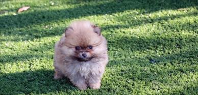 Spitz Toy nano di Pomerania