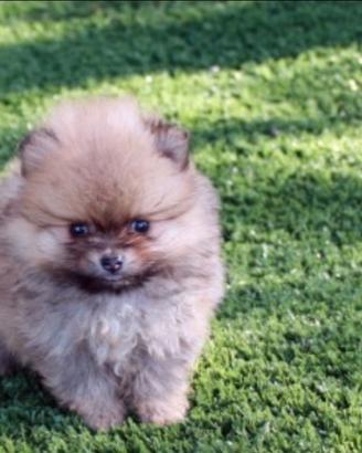 Spitz Toy nano di Pomerania