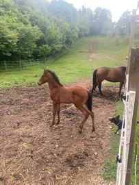 Cavalla e puledro andalusi