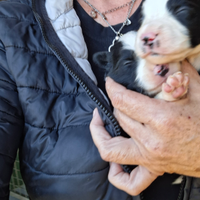 Disponibili cuccioli borde colli nati il 10 ottobr