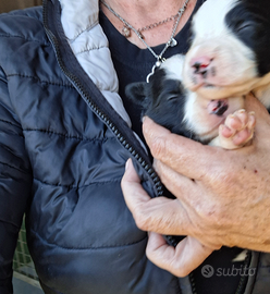 Disponibili cuccioli borde colli nati il 10 ottobr