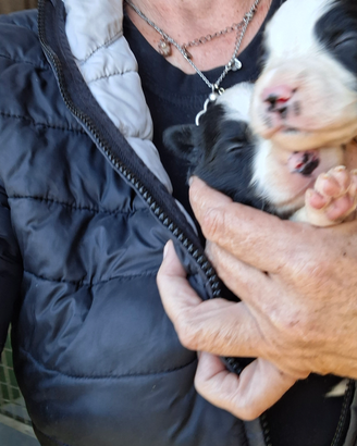 Disponibili cuccioli borde colli nati il 10 ottobr