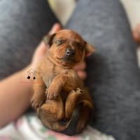 Pinscher nano zwergpinscher cuccioli