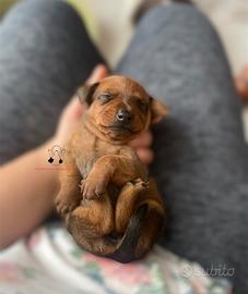 Pinscher nano zwergpinscher cuccioli