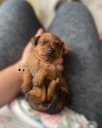 Pinscher nano zwergpinscher cuccioli