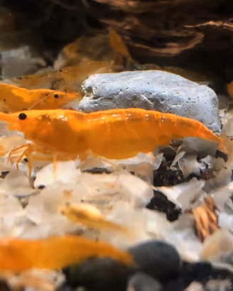 caridine orange ed altro acquario