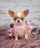 chihuahua-toy-cucciola-femmina-pag-12-mensilita