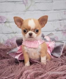 CHIHUAHUA TOY CUCCIOLA FEMMINA - pag 12 mensilità