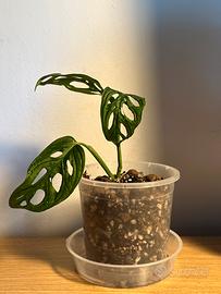 Diverse piante di Monstera monkey mask