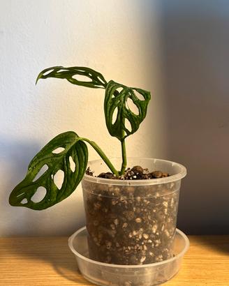 Diverse piante di Monstera monkey mask