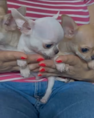 Chihuahua mini toy