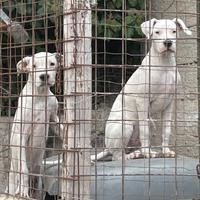 Dogo argentino