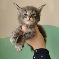 Maine coon con pedigree