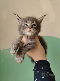 Maine coon con pedigree