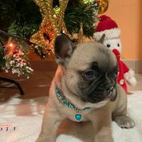 Bulldog francese cucciola