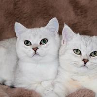 Gattini maschi British shorthair