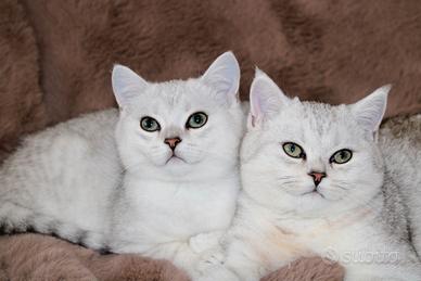 Gattini maschi British shorthair