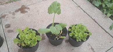 Piantine orto zucchine e insalata pronte – Rimini