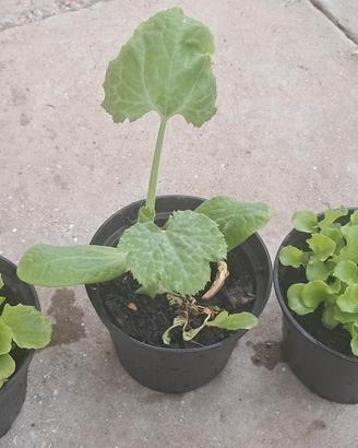 Piantine orto zucchine e insalata pronte – Rimini