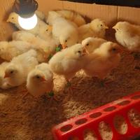 Valuto proposte pulcini con 15 giorni di vita