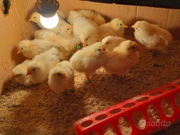 Valuto proposte pulcini con 15 giorni di vita