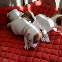 Splendidi cuccioli di Jack russel