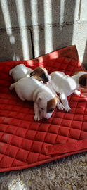 Splendidi cuccioli di Jack russel