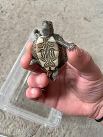 Tartaruga d'acqua dolce graptemis