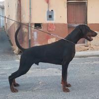 Dobermann x monta