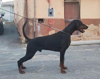 Dobermann x monta