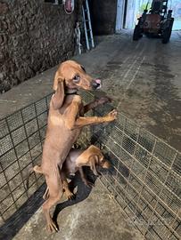 Cuccioli segugio italiano