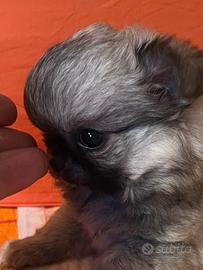 Chihuahua femmina Pelo Lungo mini Toy