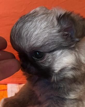 Chihuahua femmina Pelo Lungo mini Toy