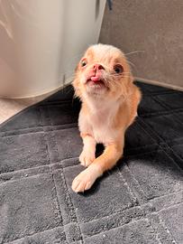 Femmina chihuahua