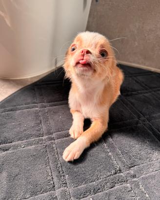 Femmina chihuahua