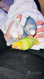 Inseparabile allevati a mano