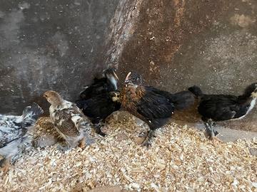 Pulcinotti amrock olive egger marans livornese