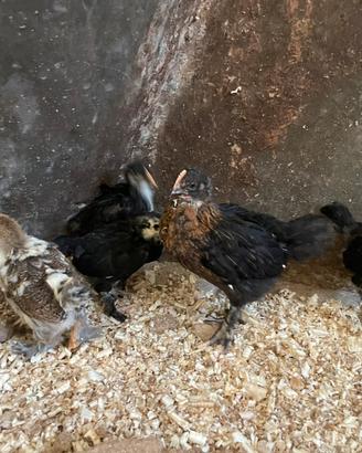 Amrock olive egger marans livornese