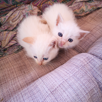 Gatti 2 mesi e mezzo