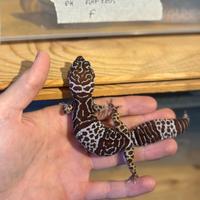 Geco FUSCUS simile al leopardino