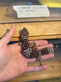 Geco FUSCUS simile al leopardino