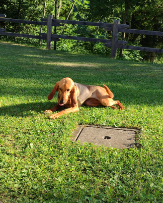 Cane segugio