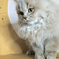 British longhair maschio