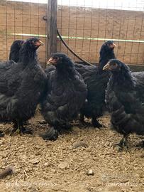 Galline ornamentali