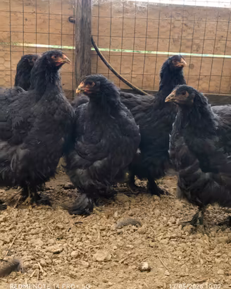 Galline ornamentali