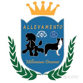 ? Cuccioli Maschi di Barbone Grande Mole Bianco -