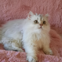 Cucciolo British longhair con pedigree