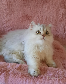 Cucciolo British longhair con pedigree