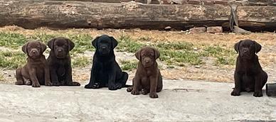 Labrador retriever cuccioli disponibili