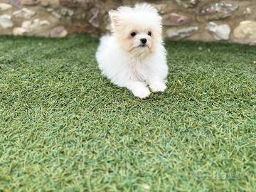 Cucciolo Maltipo